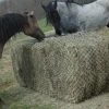 Hay Chix Large Bale Net L134x6 -Modern Life Shop DSC 4237